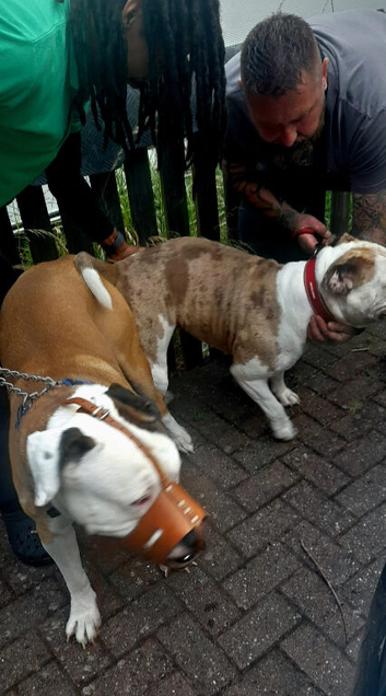 American bully puppies in