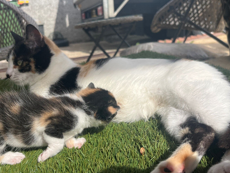 One beautiful calico girl