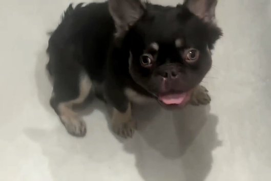 Fluffy French bulldog kc registered