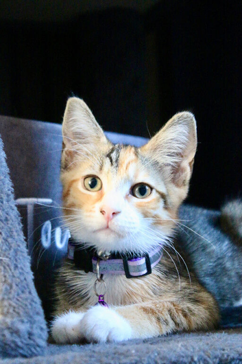 10 week old female kitten