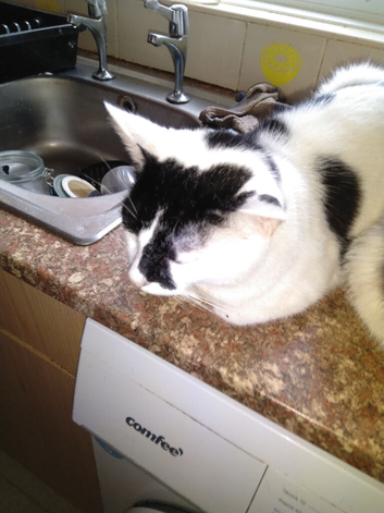 Bonded pair of cats, one black and white, one calico