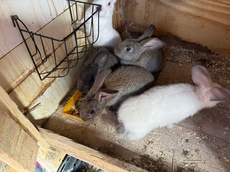 Newzealand cross babies