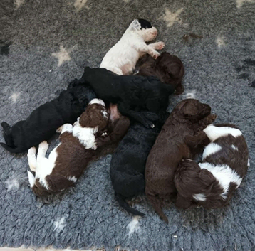 F1b SPROODLE PUPPIES FROM 5* LICENCED BREEDER