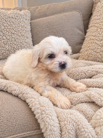 Cavapoochon puppies
