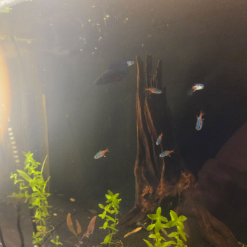 Neon tetras and female betta
