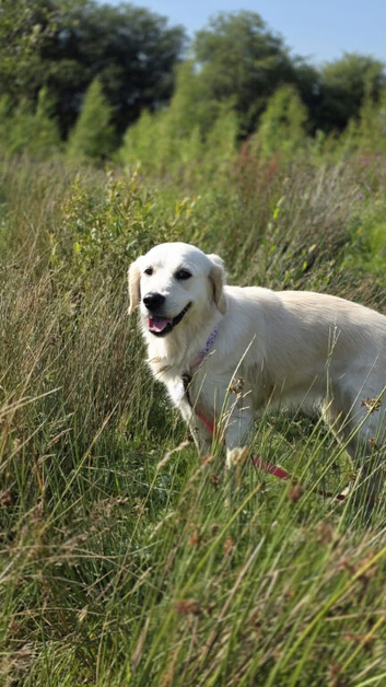 KC Registered female golden retriever