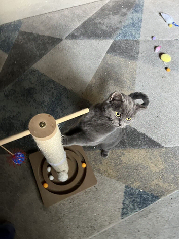 British shorthair cats for sale