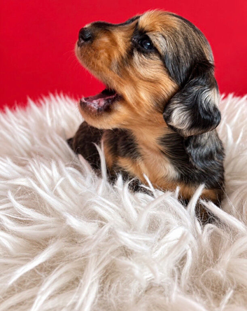 Longhaired MIniature Dachshund Puppies