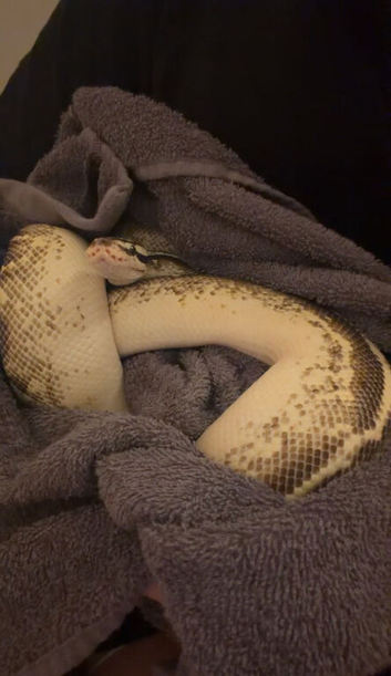 proven pastel freeway male