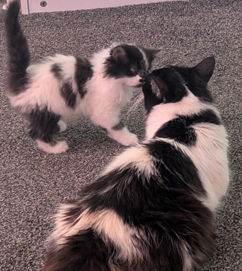 2 black and white kittens