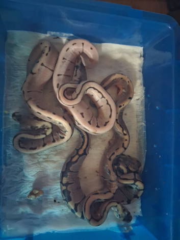 5x royal python hatchlings