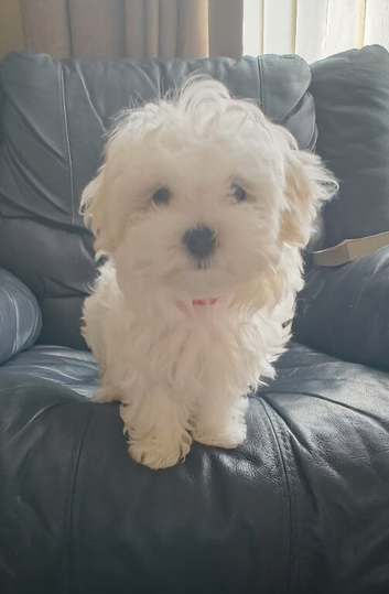 KC Maltese Female Fully vaccinated Ready to go