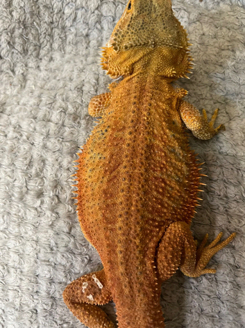 Bearded dragon