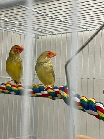 Pair of star finch
