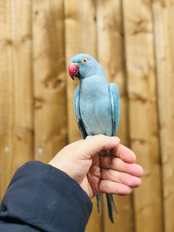 Blue ringneck parrot