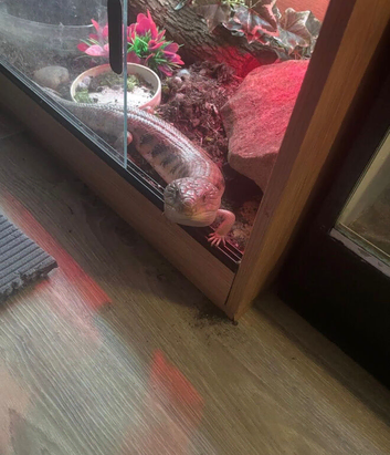 Blue tongue skink with full setup.