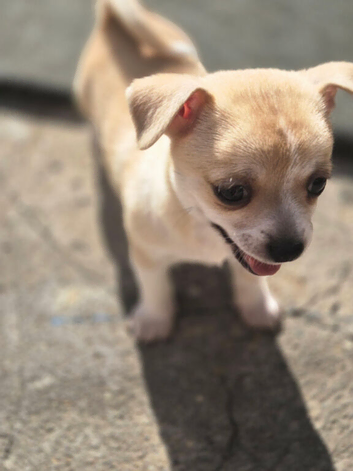 Boy Chihuahua in Bradford