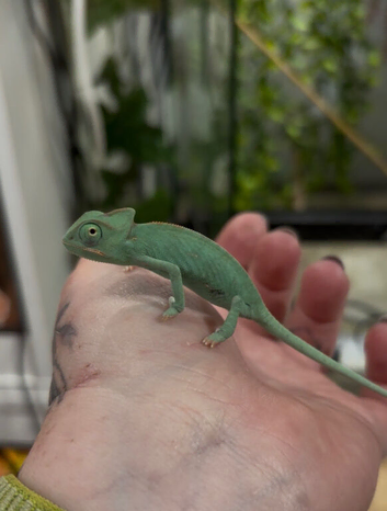 CB26 Yemen Chameleon Babies AVAILABLE OCT/NOV 2026