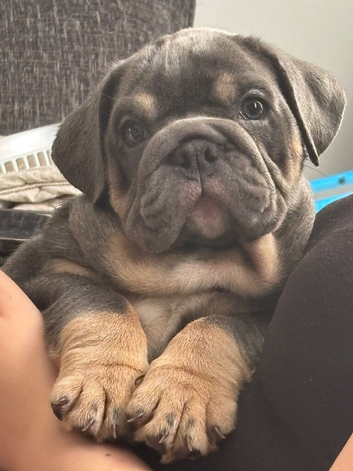 Female English bulldog