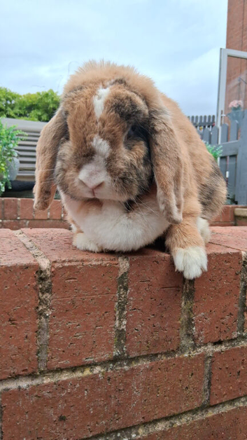 Mini lop