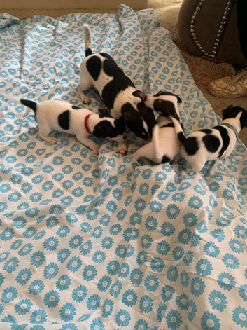 Small tri jack Russell