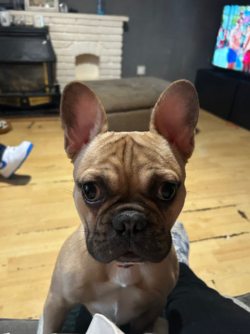 French bull dog for sale