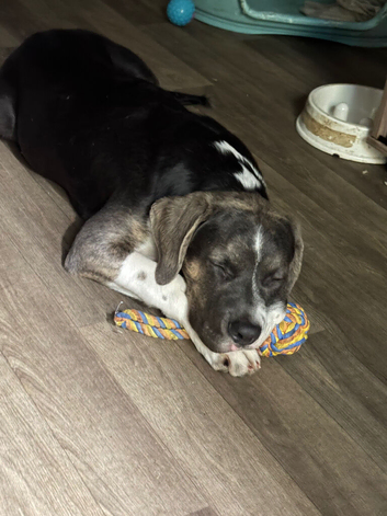 Cane corso x staffy mastiff