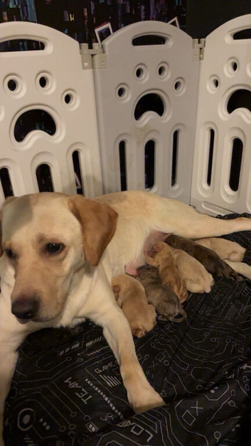 Puppies for sale