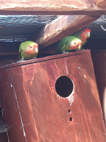 adult lovebirds for sale sex not known 40 each