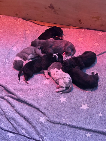 EXCEPTIONAL GREAT DANE PUPPIES &ndash; CHAMPIONSHIP BLOODLINES