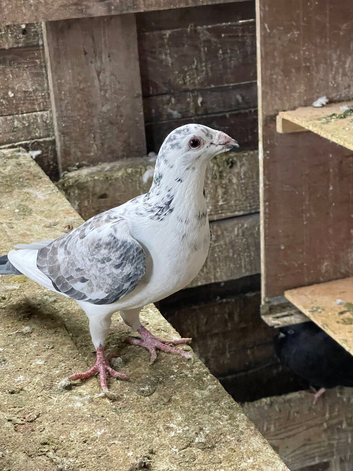 QUALITY RACING PIGEON