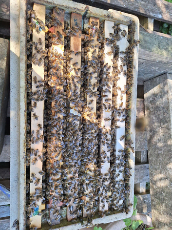 Six Frame nuc of Honeybees For Sale