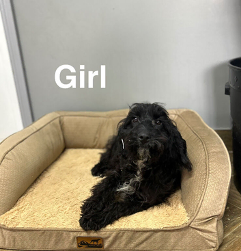 Maggie lovely black cockapoo girls