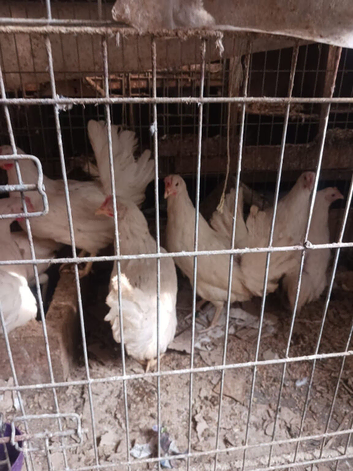 Chickens for sale