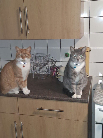 Adult cats