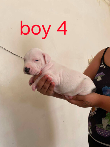 Adorable Puppies Staffordshire Bull Terrier