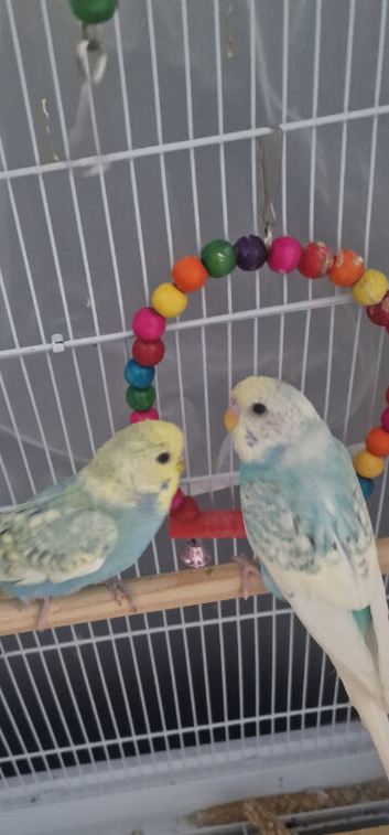 2 male budgies newcastle area
