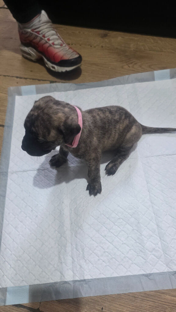Presa canario x American p bully pups ready for their forever home 21/07/26