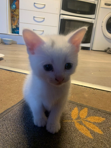 maine coon cross kittens