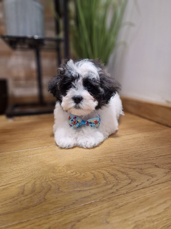 Malshipoo 1 Girl and 1 Boy left