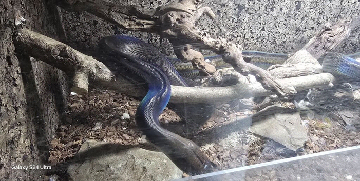 Super dwarf retic female