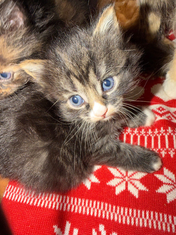 Beautiful kittens