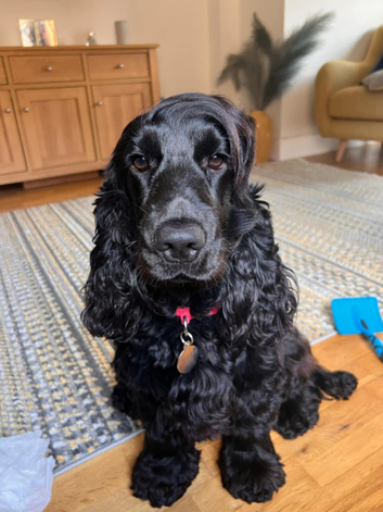 KC reg show cocker for stud - Fully health tested