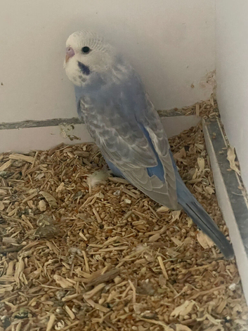 Young rainbow budgie