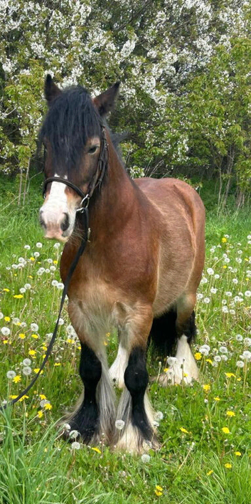 Mini cob