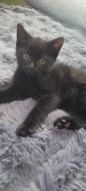 beautiful little boy kitten are looking for a new home