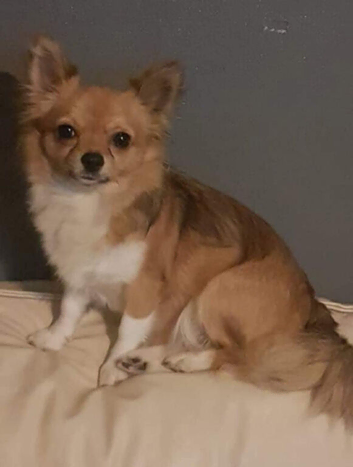 Chihuahua cross Pomeranian