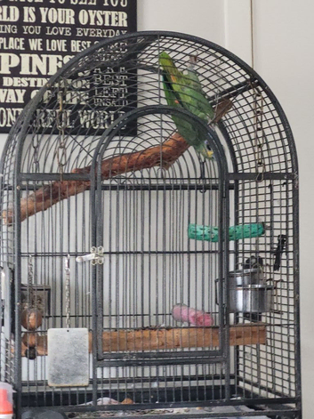 Orange Winged Amazon Parrot for sale *pending collection