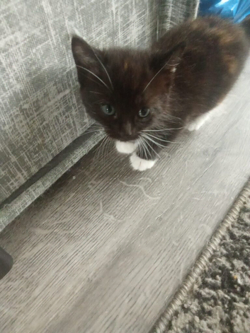 5 gorgeous kittens