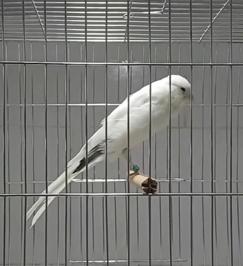 x2 Persian male canarys